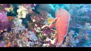 مستندی زیبا از زندگی جانوران و آبزیان اعماق دریا قسمت 1