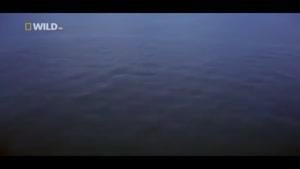 مستندی زیبا اززندگی آبزیان در اعماق دریا قسمت 1