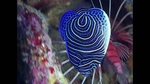 مستند زیبا از ماهی های ریف در اعماق دریا