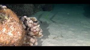 مستندی زیبا از زندگی جانوران و آبزیان اعماق دریا قسمت 2