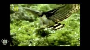 مستند پرندگان شکاری قسمت 7 عقاب هارپی