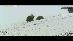 مستند فارسی - طبیعت روسیه - قطب شمال - قسمت 6