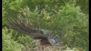 لحظه تماشایی باز شدن پرهای طاووس