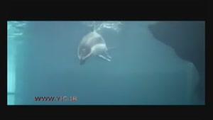 لحظات شگفت انگیز تولد دلفین
