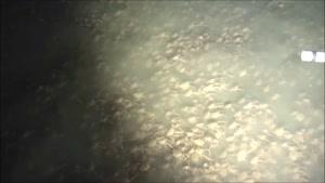 فیلم/ حرکت صدها هزار خرچنگ به سمت اقیانوس