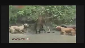 حمله ور شدن سگ های شکاری به گراز