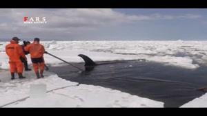 نجات نهنگ قاتل در آب‌های روسیه