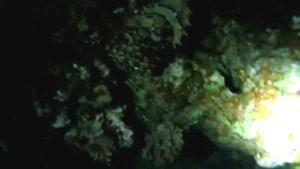 مستندی از جهان زیر آب قسمت 2