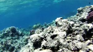 مستندی از جهان زیر آب قسمت 4
