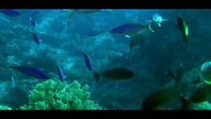 مستندی زیبا از زندگی جانوران و آبزیان اعماق دریا قسمت 3