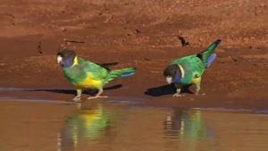مستند زیبا از پرندگان استرالیا قسمت 2