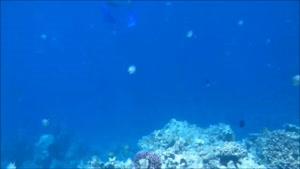 مستندی از جهان زیر آب قسمت 3