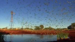 مستند زیبا از پرندگان استرالیا قسمت 3
