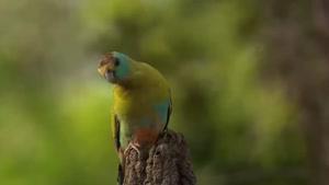 مستند زیبا از پرندگان استرالیا قسمت 4