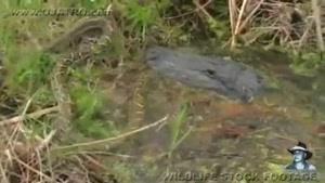 مهاجمان خطرناک - خوردن تمساح توسط مار پیتون