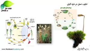 آکادمی کنکور-زیست گیاهی- خزه-مدرس: علیرضا سیاحی