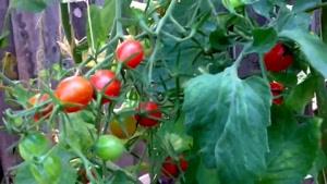 آموزش باغبانى با صابر ،نهويه كاشت و نگهدارى گوجه فرنگى