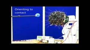 ساخت ربات هوشمند با الهام از سبیل حیوانات