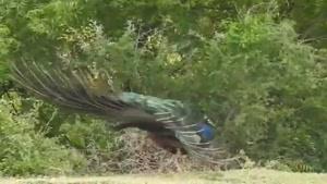 باز شدن پر های طاووس