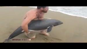 لحظه باور نکردنی نجات بچه دلفین