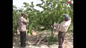 فیلم/ آغاز برداشت گیلاس و آلبالو از ۱۴۰۰ هکتار باغ در استان سمنان