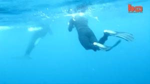حمله نهنگ ها به کوسه سفید