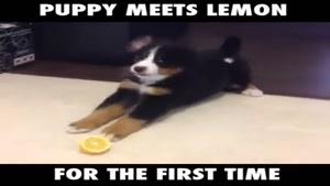 ملاقات سگ با لیمو!