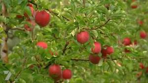 روش صحیح پرورش درخت سیب