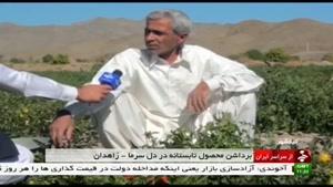 برداشت گوجه فرنگي شهرستان نيكشهر ايران