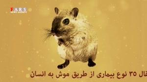 اکران شهر موش‌ها در جوی‌های تهران
