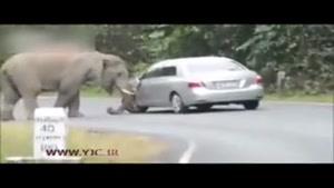 فرار یک خودرو از له شدن توسط فیل