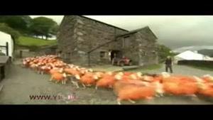 رنگ آمیزی گوسفندان گله برای جلوگیری از سرقت