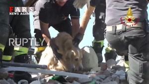 سگی که پس از 9 روز زنده از زیر آوار پیدا شد