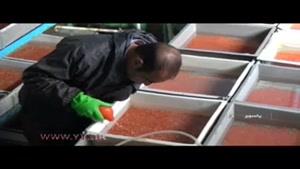 تنها مرکز اصلاح نژاد ماهیان سردابی کشور در یاسوج