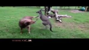 جفت‌پای کانگورو به سگ بیچاره