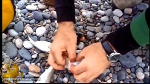 چیزهای باورنکردنی در شکم ماهی