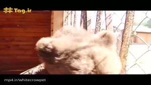 توله خرس بامزه نجات یافته در روسیه