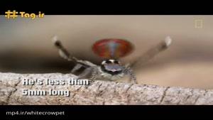 عنکبوت طاووسی؛ جلوه زیبایی در دنیای حشرات