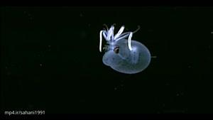 موجودات زنده بیگانه و زیبا در اعماق دریاها
