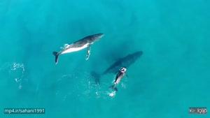 نهنگ ها و اقیانوس آبی بی کران