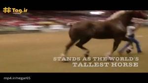 بلندترین اسب جهان