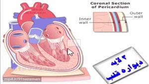 گردش خون- ساختار و عمل قلب