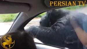 فیلم های ضبط شده از لحظه حمله حیوانات به انسان