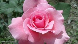 زیباترین گل های رز 4k