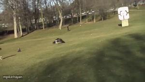 عقاب بزرگ هنگام بلند کردن یک کودک از زمین در پارک