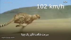 سرعت شگفت‌انگیز یک چیتا