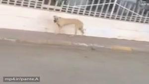 شما ببین آهنگ کُردی چقد باحاله که سگو به رقص میاره دیگه آدما که جای خود دارن 😄😂