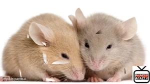حقایقی جالب درباره موش ها