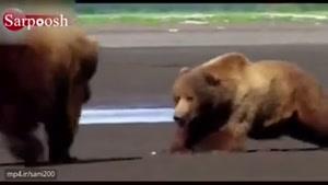 جنگ خرس های گریزلی