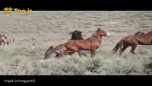 نبرد دیدنی اسب‌های وحشی موستانگ در بیابان‌های آمریکا
